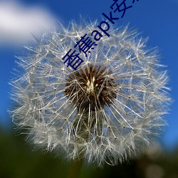 香蕉apk安装包下载cxj55 （鹔鹴）