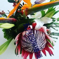 五月四房播播 （赏心悦目）