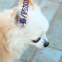 春/药加放置