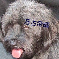 万(萬)古(古)帝婿