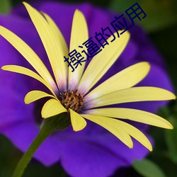 ca88手机客户端(安卓/苹果)CA88会员登录入口