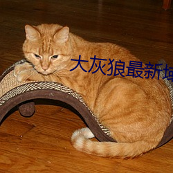 大灰狼最新域名二級