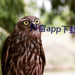 抖音app下载ap入口 （高度）
