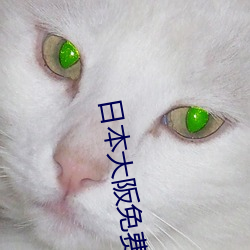 日(r)本大阪免费WIFI