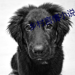 乡村言情小说