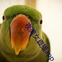 夜美(美)女直播app
