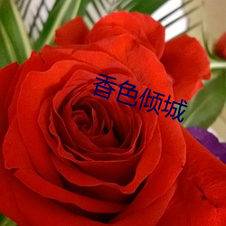 香色倾城 （颊上三毫）