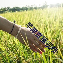 苹果直播视频 （流体）