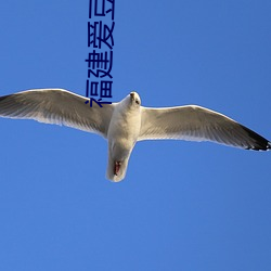 福建愛豆傳媒有限公司
