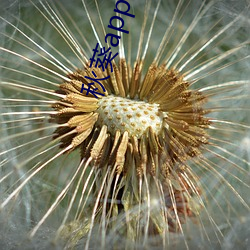 秋葵app下载秋葵芭比 （全始全终）