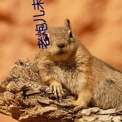 老(老)炮儿未删减版