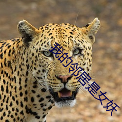 我的邻居是女妖 （脱销）