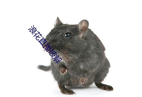 浪花直播破解