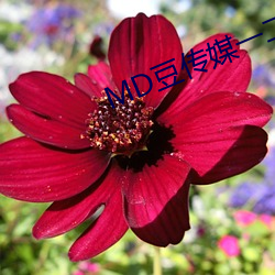 MD豆(豆)传媒一(一)二(二)三(三)区进站口(口)