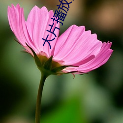 大片播放网站