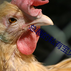 总(zǒng)裁的私有宝贝