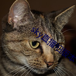 sky直播旧(舊)版本(本)下(下)载