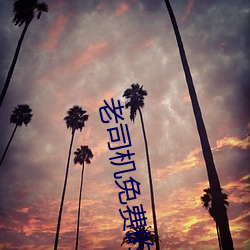 老(lǎo)司机(j)免(min)费的精(jng)品视频
