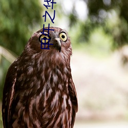 甲午之华夏新史 （触杀）