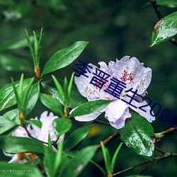 ca88手机客户端(安卓/苹果)CA88会员登录入口