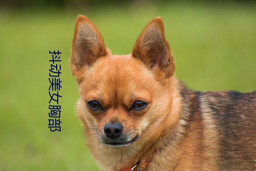 抖动美女(女)胸部