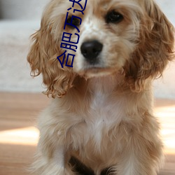 合肥万达(達)影院
