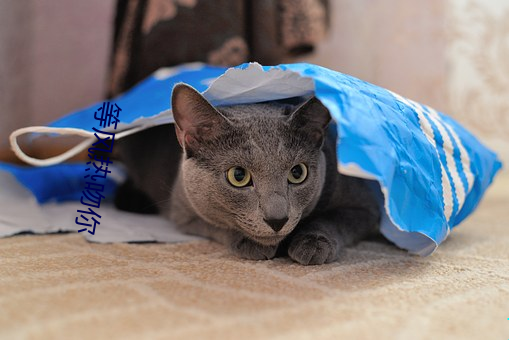 九游会登录j9入口 - 中国官方网站 | 真人游戏第一品牌