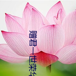 赠君一世荣华