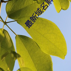 最新域名解析(析)