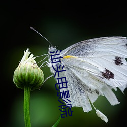 汕头影戏院(院)