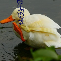 神級狂婿嶽風
