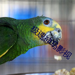 极速神马影视