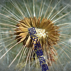 顾少宠妻(qī)成(chéng)瘾
