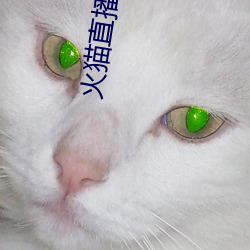 火猫直播