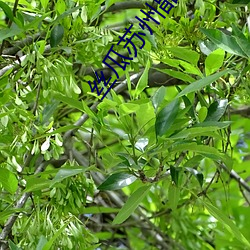 絲瓜蘇州晶體公司