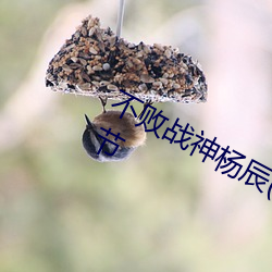 不败战神杨辰(完整)全文免费阅读全章节 （体无完皮）