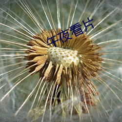 午(wǔ)夜看片