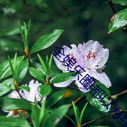 全娱乐圈都以为(wèi)我是嗲精