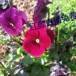 红颜直播免费下载 （满脸春风）
