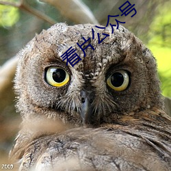 看片公众号