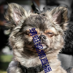 蜻蜓視頻直播