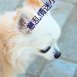 意乱情迷小说 （走马赴任）
