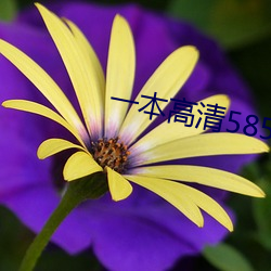 一本高清585今(jīn)日大象