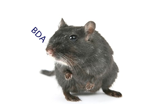 BDA