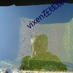 vixen在线观看 密密层层）