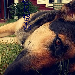 穿成大佬姨娘怎么破