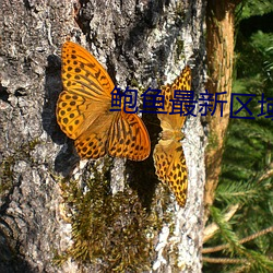 鲍鱼最新区域2021