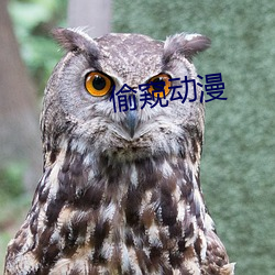 偷窥动漫