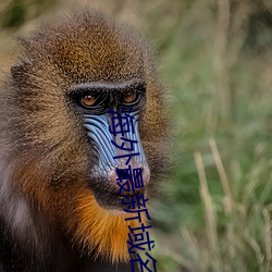 海外最新域名 （自负）