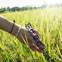 忘忧草点击跳转